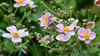 Bahçedeki güzel şakayık çiçeklerini kapat.