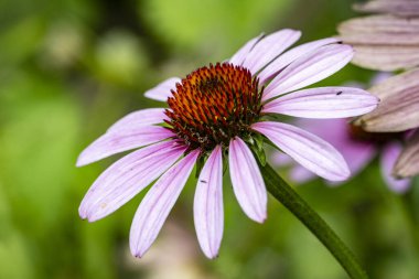 Bahçedeki güzel çiçekler çiçek tarhında 