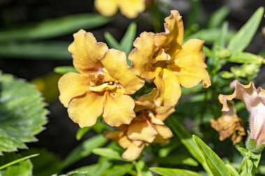 Yazın bahçedeki güzel çiçekleri kapat.