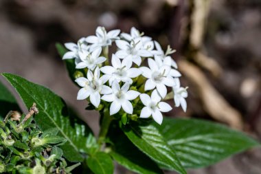 Yazın bahçedeki güzel çiçekleri kapat.