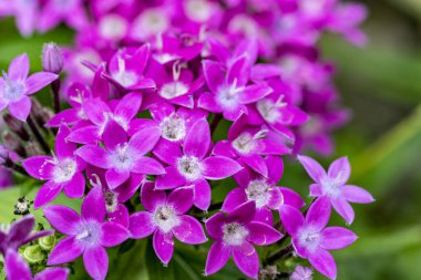 Yazın bahçedeki güzel çiçekleri kapat.