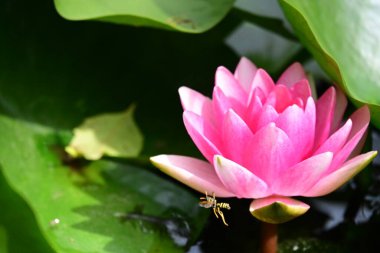 Bahçedeki güzel nilüfer çiçeğini kapat. 