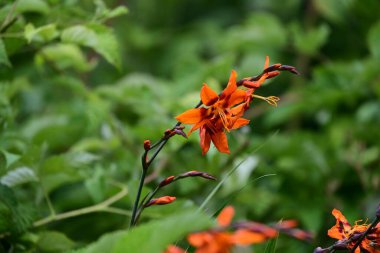 Bahçedeki güzel çiçekler çiçek tarhında 