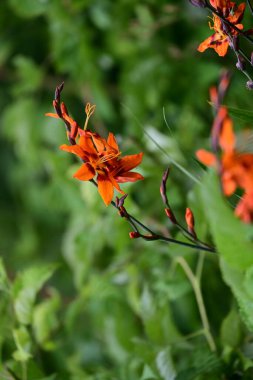 Yazın bahçedeki güzel çiçekleri kapat.