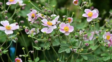 Bahçedeki güzel şakayık çiçeklerini kapat.