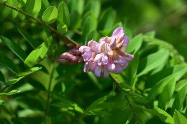 Yazın bahçedeki güzel çiçekleri kapat.