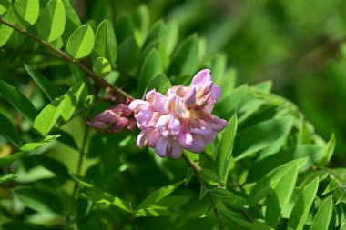 Yazın bahçedeki güzel çiçekleri kapat.