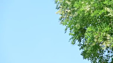 Güzel botanik çekimi, çiçek açan ağacın doğal duvar kağıdı. 