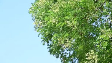 Güzel botanik çekimi, çiçek açan ağacın doğal duvar kağıdı. 