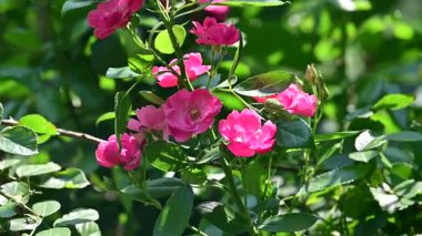 Bahçedeki güzel pembe gül çiçekleri