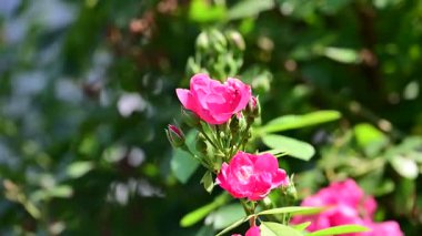 Bahçedeki güzel pembe gül çiçekleri