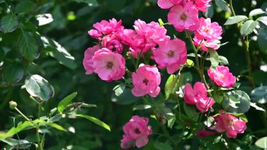 Bahçedeki güzel pembe gül çiçekleri