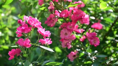Bahçedeki güzel pembe gül çiçekleri