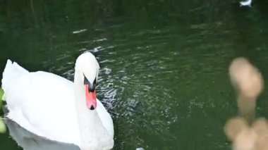 Suda beyaz kuğu ailesi