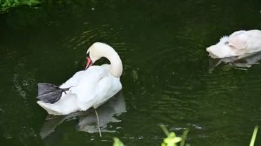 Suda beyaz kuğu ailesi