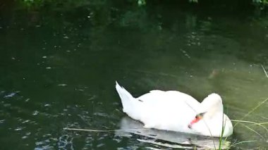 Suda beyaz kuğu ailesi