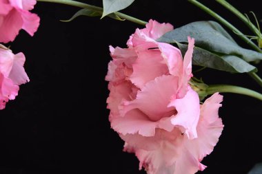 Siyah arka planda güzel pembe Eustoma çiçekleri