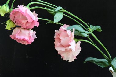 Siyah arka planda güzel pembe Eustoma çiçekleri