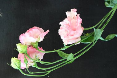 Siyah arka planda güzel pembe Eustoma çiçekleri