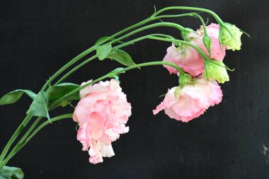 Siyah arka planda güzel pembe Eustoma çiçekleri