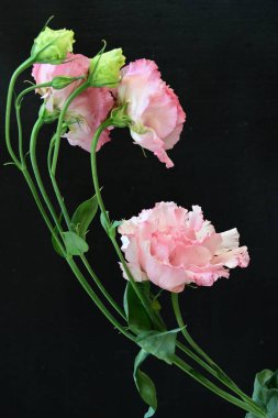Siyah arka planda güzel pembe Eustoma çiçekleri