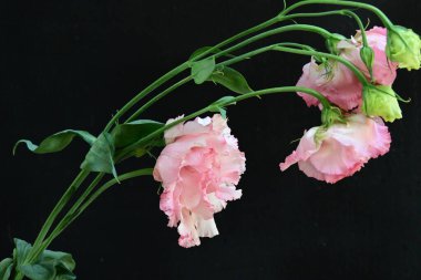 Siyah arka planda güzel pembe Eustoma çiçekleri