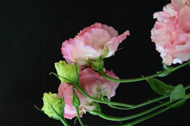 Siyah arka planda güzel pembe Eustoma çiçekleri