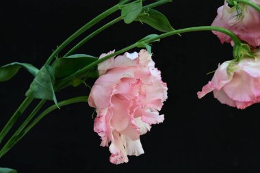 Siyah arka planda güzel pembe Eustoma çiçekleri