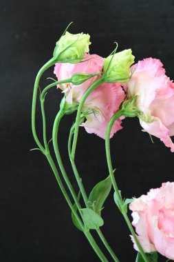 Siyah arka planda güzel pembe Eustoma çiçekleri