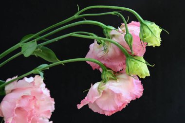 Siyah arka planda güzel pembe Eustoma çiçekleri