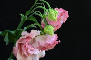 Siyah arka planda güzel pembe Eustoma çiçekleri
