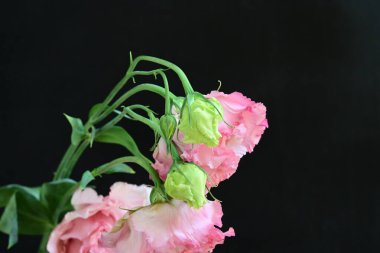 Siyah arka planda güzel pembe Eustoma çiçekleri