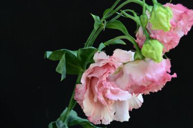 Siyah arka planda güzel pembe Eustoma çiçekleri