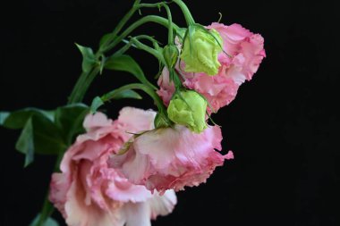 Siyah arka planda güzel pembe Eustoma çiçekleri
