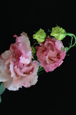 Siyah arka planda güzel pembe Eustoma çiçekleri