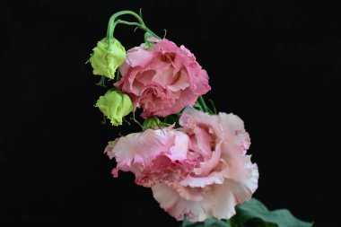Siyah arka planda güzel pembe Eustoma çiçekleri