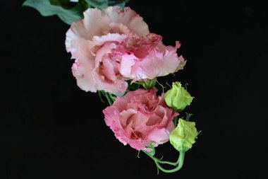 Siyah arka planda güzel pembe Eustoma çiçekleri