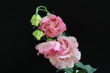 Siyah arka planda güzel pembe Eustoma çiçekleri