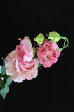 Siyah arka planda güzel pembe Eustoma çiçekleri