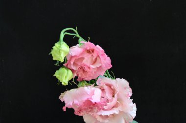 Siyah arka planda güzel pembe Eustoma çiçekleri