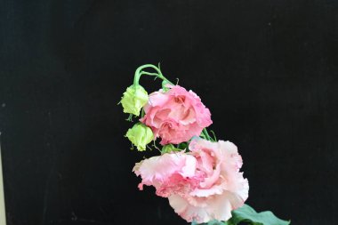 Siyah arka planda güzel pembe Eustoma çiçekleri