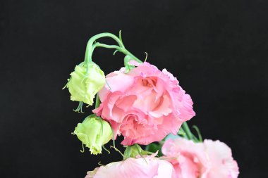 Siyah arka planda güzel pembe Eustoma çiçekleri