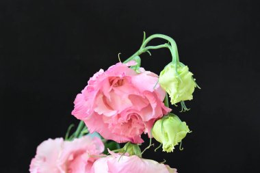 Siyah arka planda güzel pembe Eustoma çiçekleri