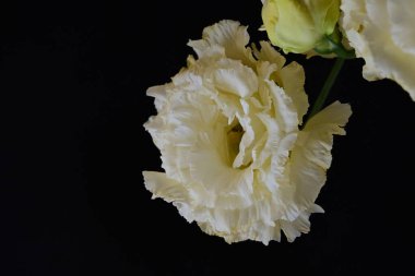 Siyah arka planda güzel Eustoma çiçeklerini kapat 