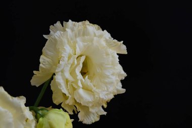 Siyah arka planda güzel Eustoma çiçeklerini kapat 