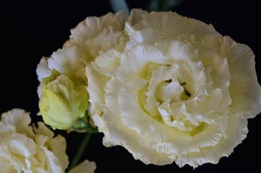 Siyah arka planda güzel Eustoma çiçeklerini kapat 