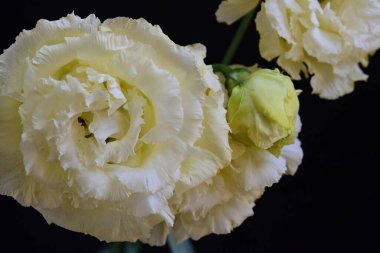 Siyah arka planda güzel Eustoma çiçeklerini kapat 