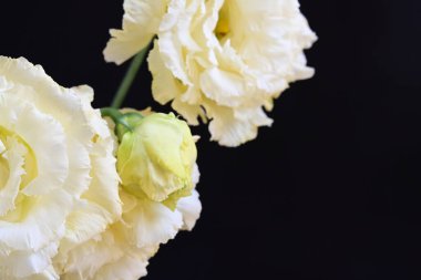 Siyah arka planda güzel Eustoma çiçeklerini kapat 