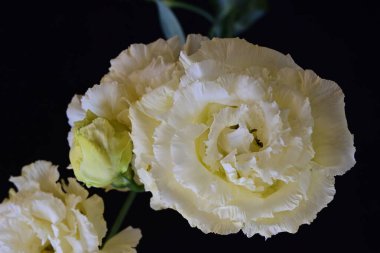 Siyah arka planda güzel Eustoma çiçeklerini kapat 