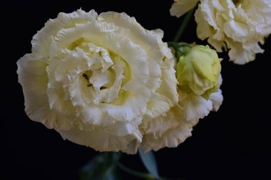 Siyah arka planda güzel Eustoma çiçeklerini kapat 